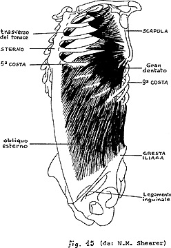 fig15.gif (27k)
